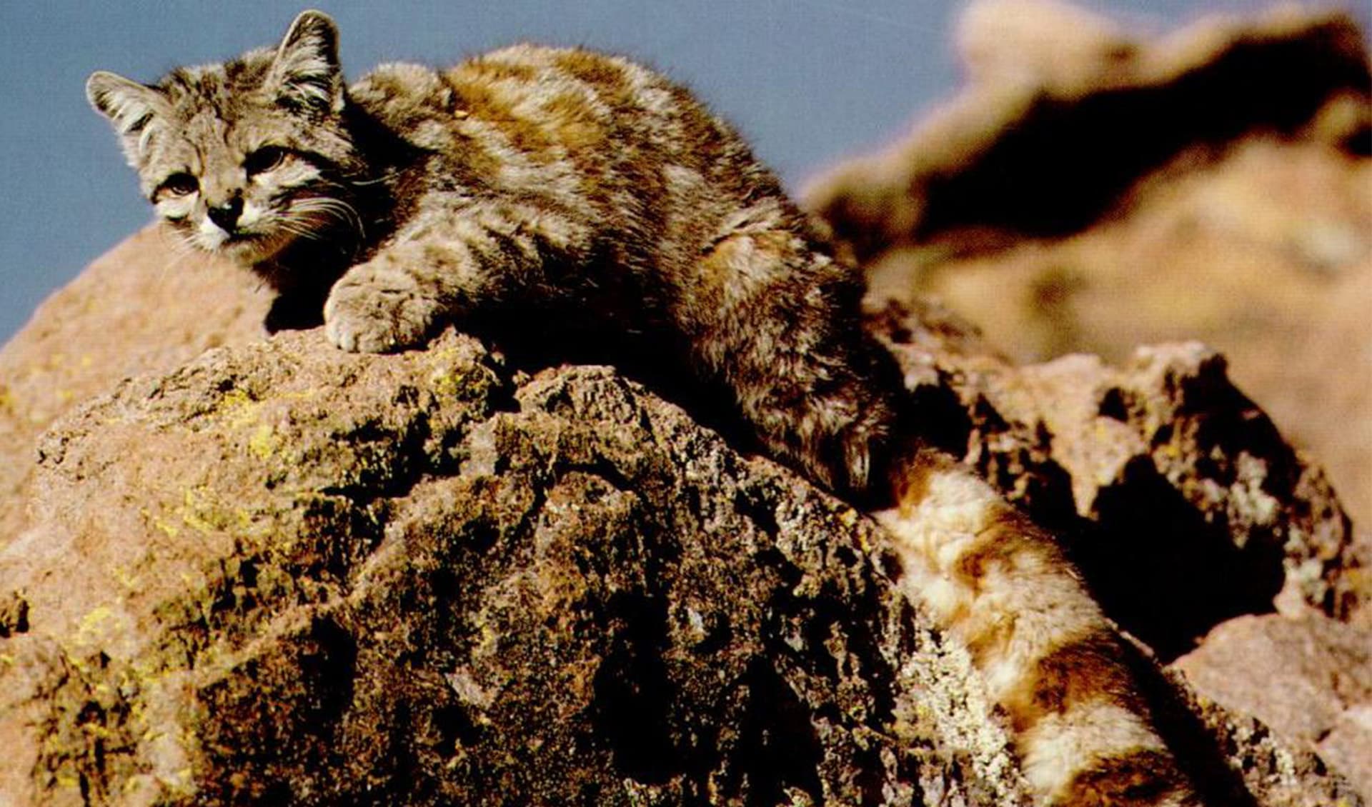 Andean mountain cat facts, distribution & population BioDB